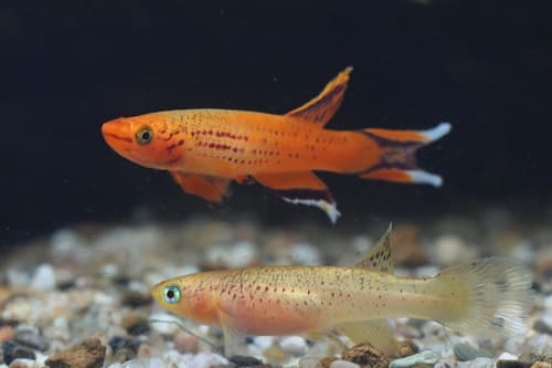 Aphyosemion australe