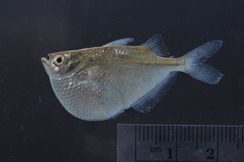 Hatchetfish plateado