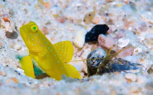 Gobio guardian amarillo