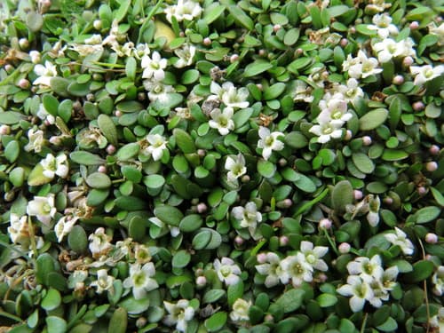 Glossostigma elatinoides