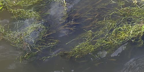 Vallisneria espiral