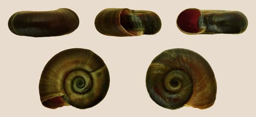 Ramshorn