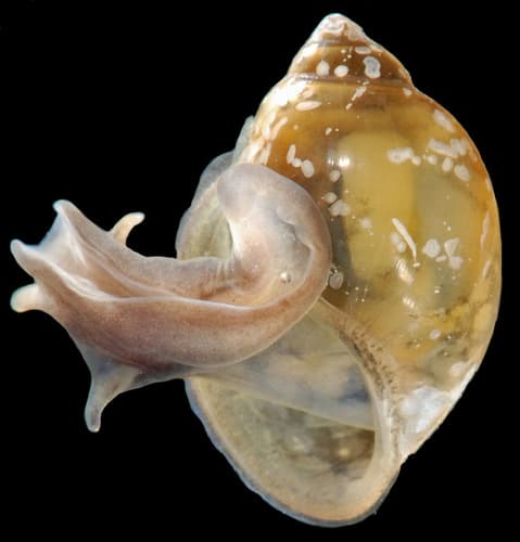 Bladder snail