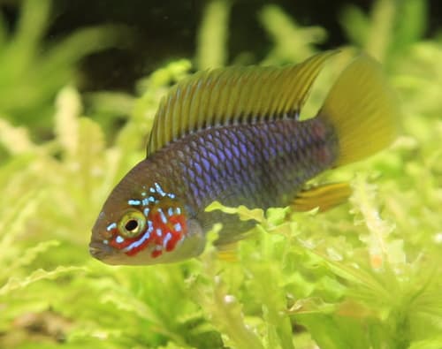 Apistogramma borellii