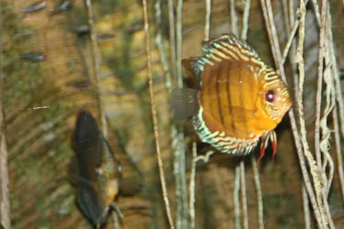 Discus