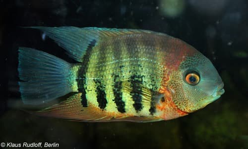 Severum