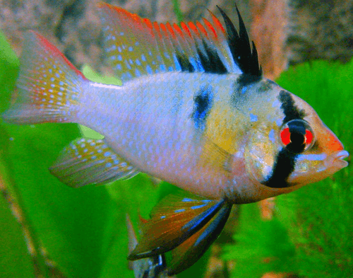 Ramírezi