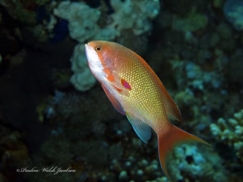 Anthias lyretail