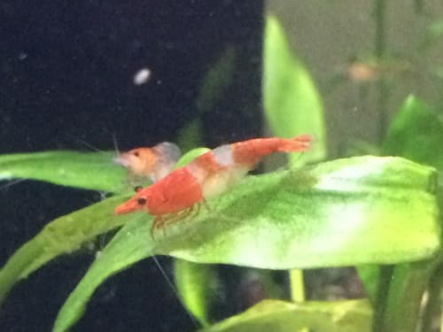 Camarón cherry