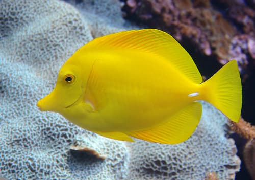 Tang amarillo