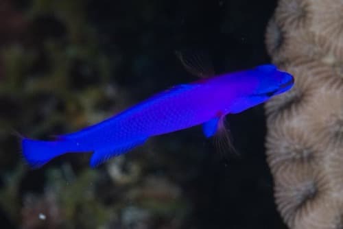 Dottyback rojo de Fridman
