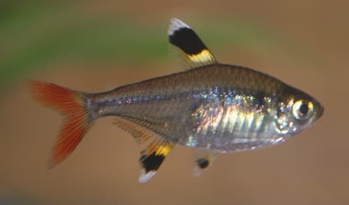 Pristella (tetra rayos X)
