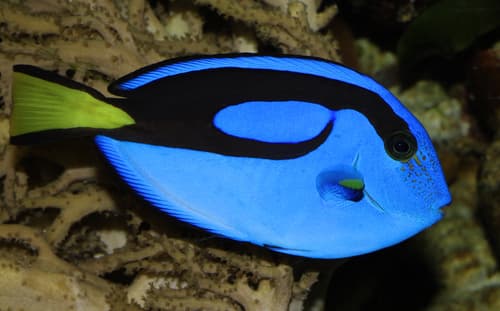 Tang regal