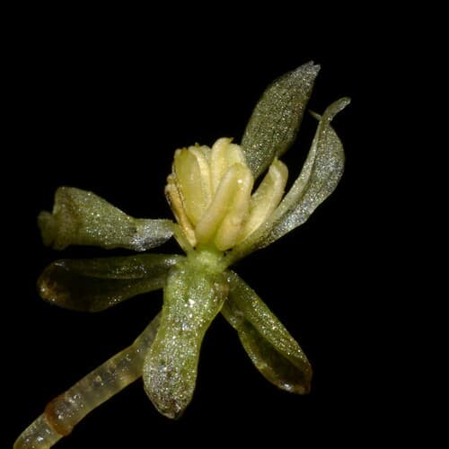 Limnobium (frogbit)
