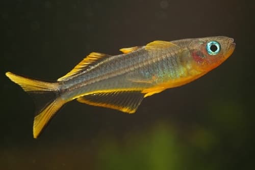 Forktail rainbow