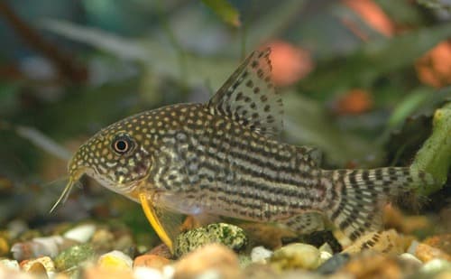 Corydoras sterbai