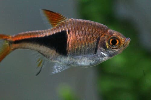 Rasbora arlequín