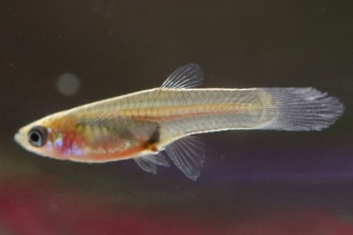 Guppy