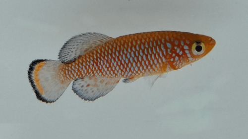 Nothobranchius rachovii