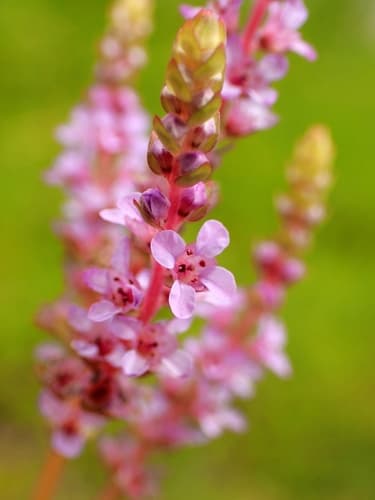 Rotala rotundifolia