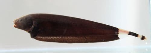 Black ghost knife