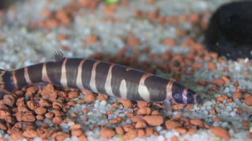 Loach zebra kuhli