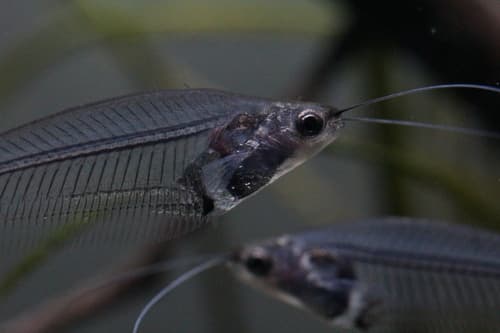 Glass catfish