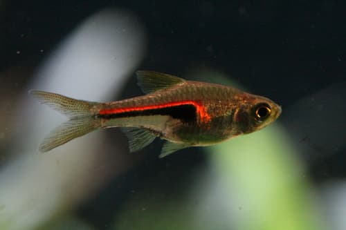 Rasbora hengeli