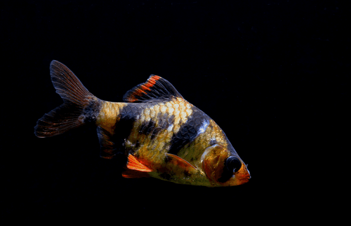 Barbo tigre