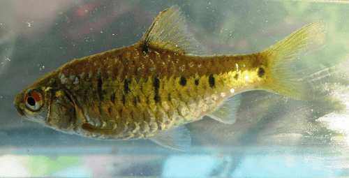 Barbo dorado