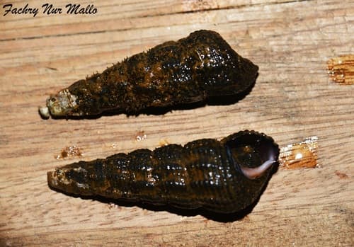 Rabbit snail