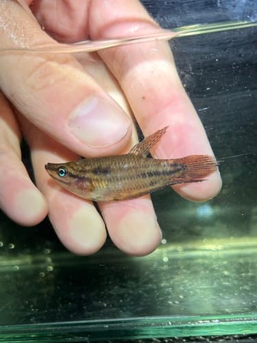 Croaking gourami