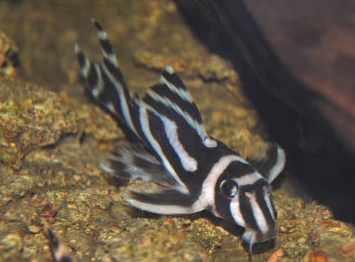 Zebra Pleco (L046)