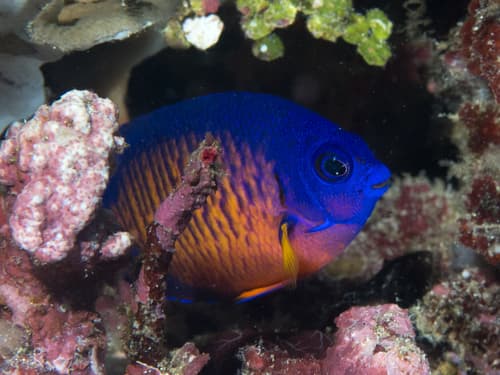 Pez ángel Coral Beauty
