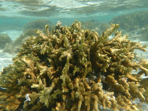 Montipora Digitata