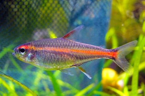 Tetra glowlight