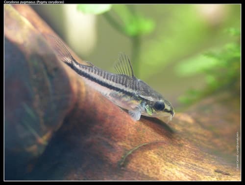Corydoras pigmeo