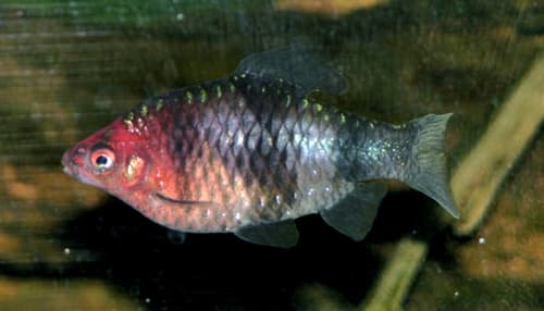 Barbo arlequín