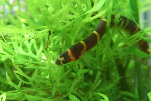 Loach Kuhli