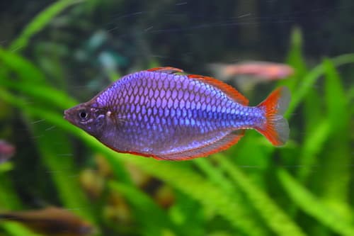 Neon dwarf rainbow