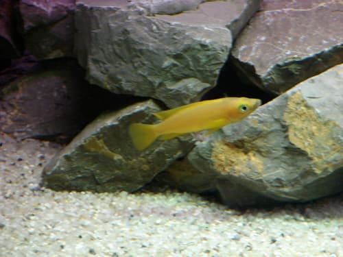 Tanganyika gold