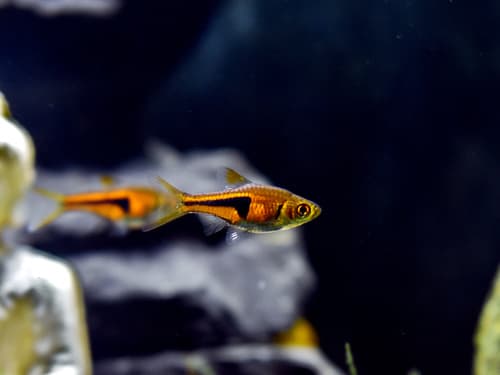 Rasbora espee