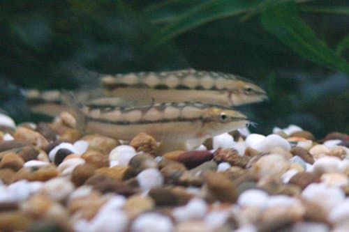 Dwarf Chain Loach