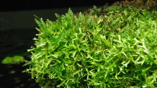 Christmas moss