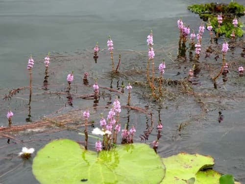 Rotala wallichii