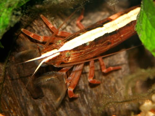 Bamboo shrimp