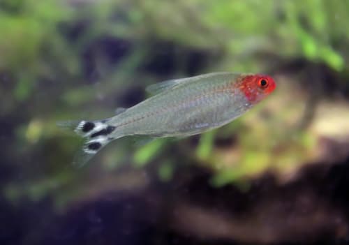 Tetra boca de fuego