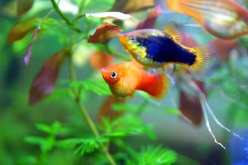 Platy