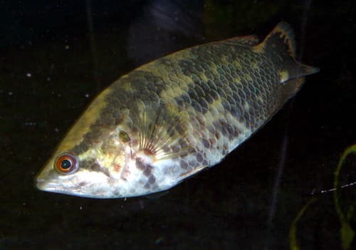 Leopard bushfish