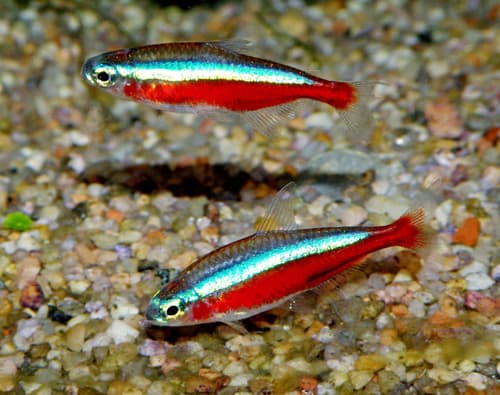 Tetra cardenal